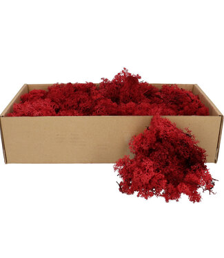 4A Burgundy-preserved reindeer moss | Weight 400-500 g | Per pack