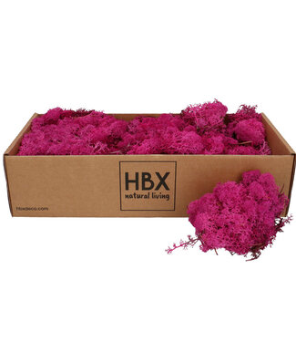 4A Fuchsia-coloured preserved reindeer moss | Weight 400-500 g | Per pack