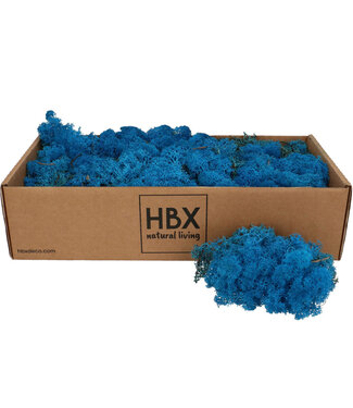 4A Light blue preserved reindeer moss | Weight 400-500 g | Per pack