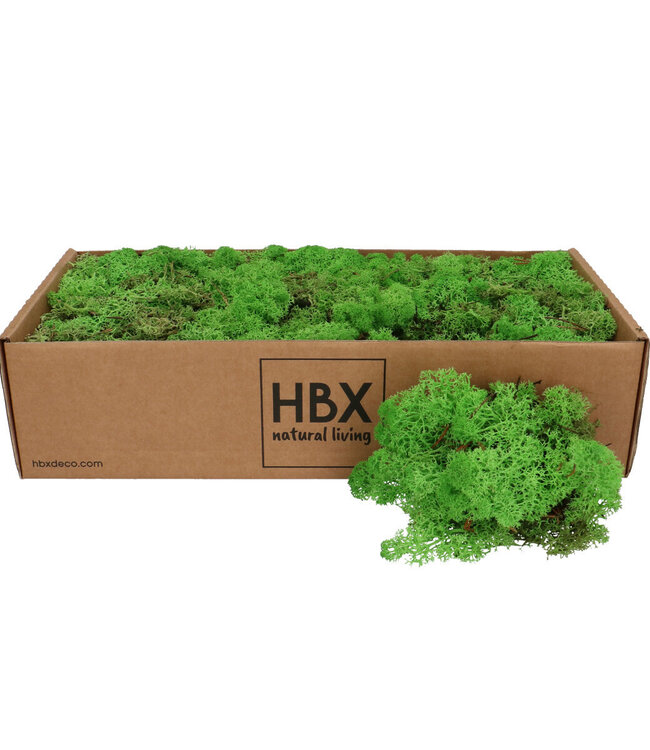 Light green preserved reindeer moss | Weight 400-500 g | Order by pack