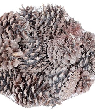 QC Matt white pine cones in net | Weight 1 kilogram | Per 4 pieces