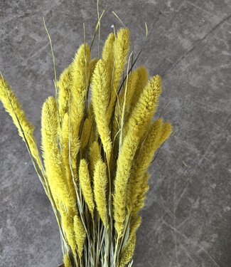 MyFlowers Dried Neon Yellow Setaria