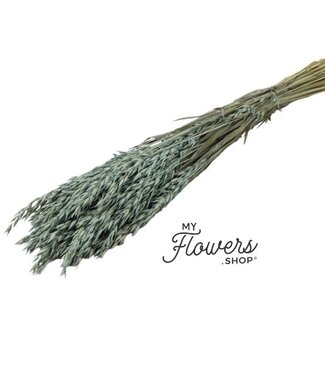 MyFlowers Dried oats frosted blue