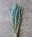 Dried oats/Avena | per bunch | frosted blue