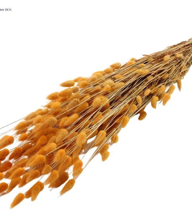 Lagurus dried flower salmon-coloured | Length 60 centimetres | Order per 6 bunches