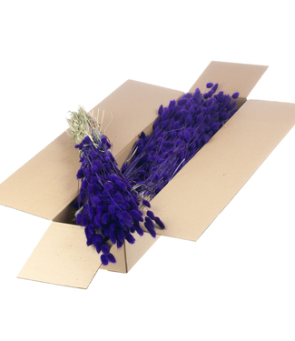 LDD Lagurus ovatus dried flower purple | Per 5 bunches