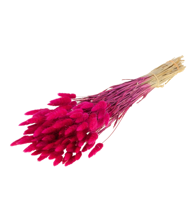 Lagurus ovatus dried flower cherry-coloured | Ordered per 5 bunches