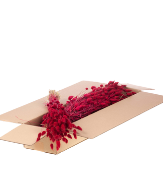 LDD Lagurus ovatus dried flower red | Per 5 bunches