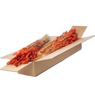 LDD Lagurus ovatus dried flower burnt orange | Per 5 bunches