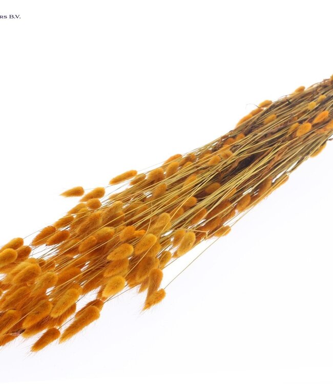 Lagurus dried flower apricot-coloured | Length 60 centimetres | Order per 6 bunches