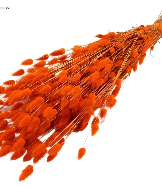 Lagurus fleur séchée orange | Longueur 60 centimètres | Commande par 6 bouquets