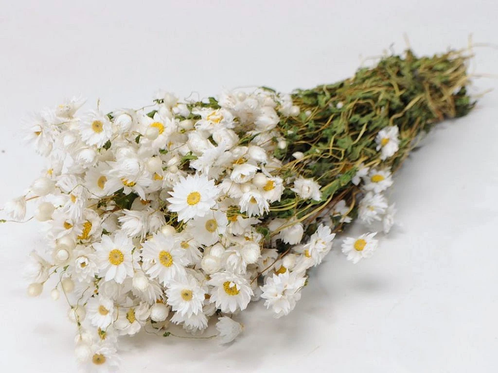 Gedroogde Acroclinium & Rhodante | verkrijgbaar in roze en wit