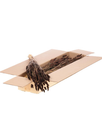 LDD Lagurus ovatus dried flower dark brown | Per 5 bunches