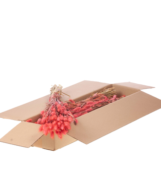 LDD Lagurus ovatus dried flower pink | Per 5 bunches