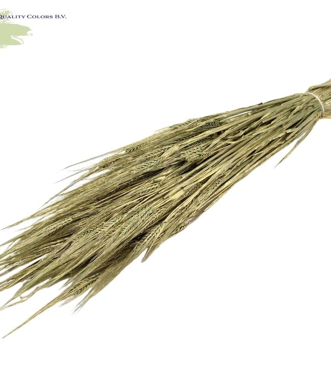 Dried barley antique green | Hordeum dried flowers | Length 60 centimetres | Order per 6 bunches