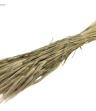 QC Natural dried barley | Hordeum dried flowers | Length 60 centimetres | Per 25 bunches