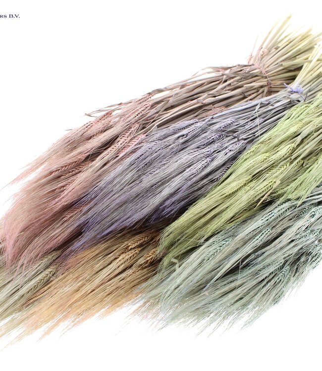 Dried barley mixed colours matt | Hordeum dried flowers | Length 60 centimetres | Order per 6 bunches