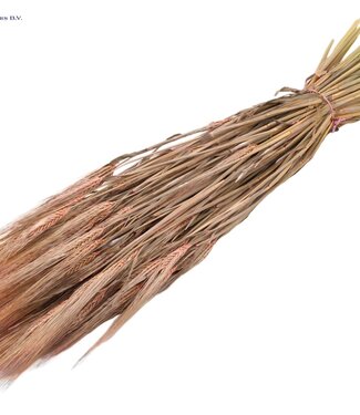 QC Dried barley matt pink | Hordeum dried flowers | Length 60 centimetres | Per 25 bunches