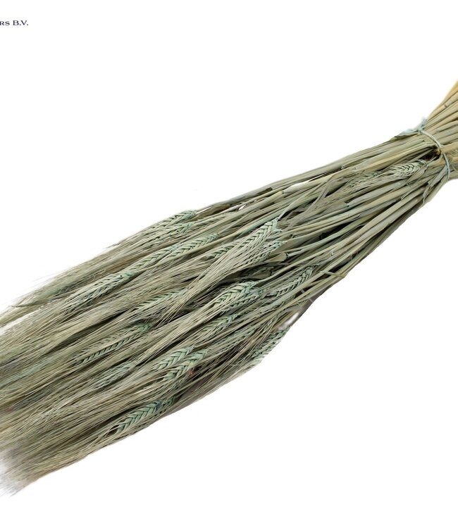 Matt light blue dried barley | Hordeum dried flowers | Length 60 centimetres | Order per 25 bunches