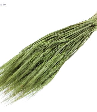 QC Light green dried barley | Hordeum dried flowers | Length 60 centimetres | Per 25 bunches