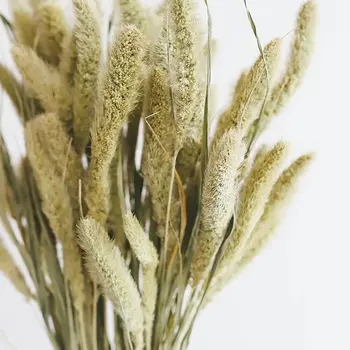 Sétaire séchée | Setarea