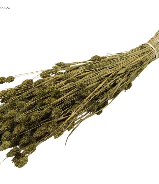 Olive-coloured dried canary grass | Phalaris dry flowers | Length 60 centimetres | Order per 6 bunches