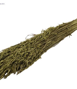 QC Olijfkleurige gedroogde haver | Avena droogbloemen | Lengte 60 centimeter | Per 6 bossen