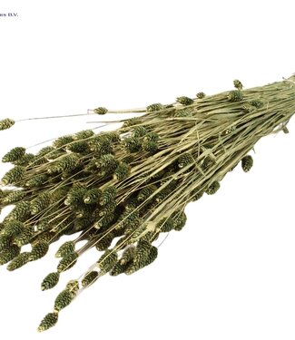 QC Antique green dried Canary Grass | Phalaris dried flowers | Length 60 centimetres | Per 6 bunches