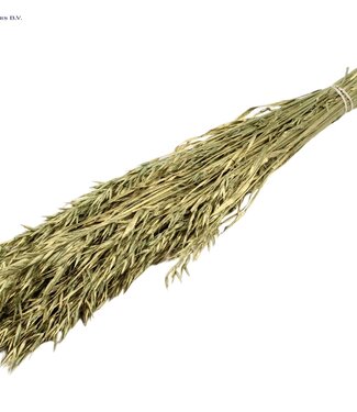 QC Antiek groen gedroogde haver | Avena droogbloemen | Lengte 60 centimeter | Per 6 bossen