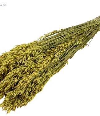 QC Yellow dried oats | Avena dried flowers | Length 60 centimetres | Per 25 bunches