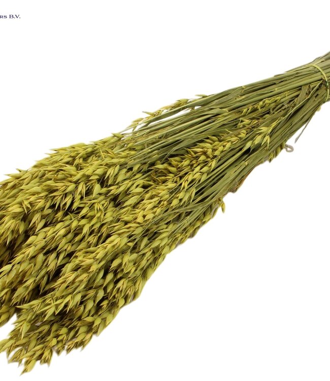 Yellow dried oats | Avena dried flowers | Length 60 centimetres | Order per 25 bunches