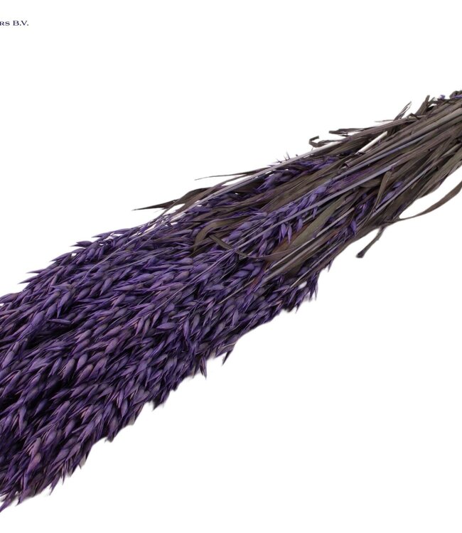 Purple dried oats | Avena dried flowers | Length 60 centimetres | Order per 25 bunches