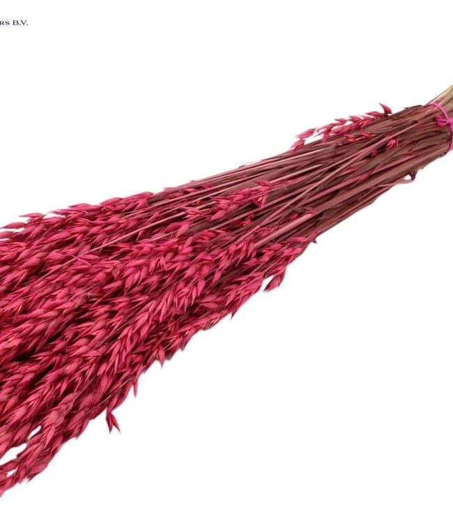 Avoine séchée couleur cerise | Avena fleurs séchées | Longueur 60 centimètres | Commande par 25 bottes