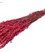 Cherry-coloured dried oats | Avena dried flowers | Length 60 centimetres | Order per 25 bunches