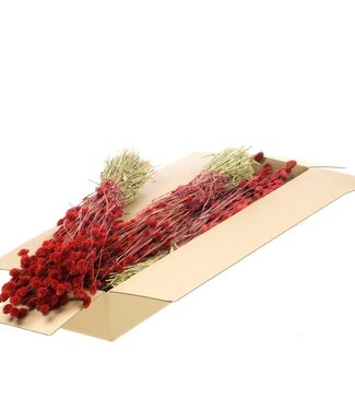 LDD Red dried Phalaris | Per 4 bunches