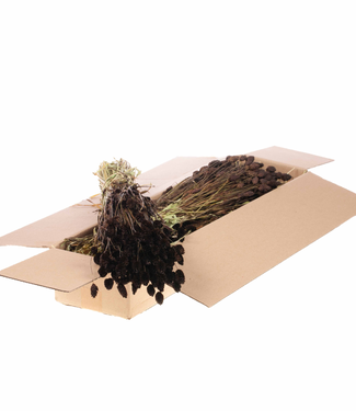 LDD Dark brown dried Phalaris | Per 4 bunches