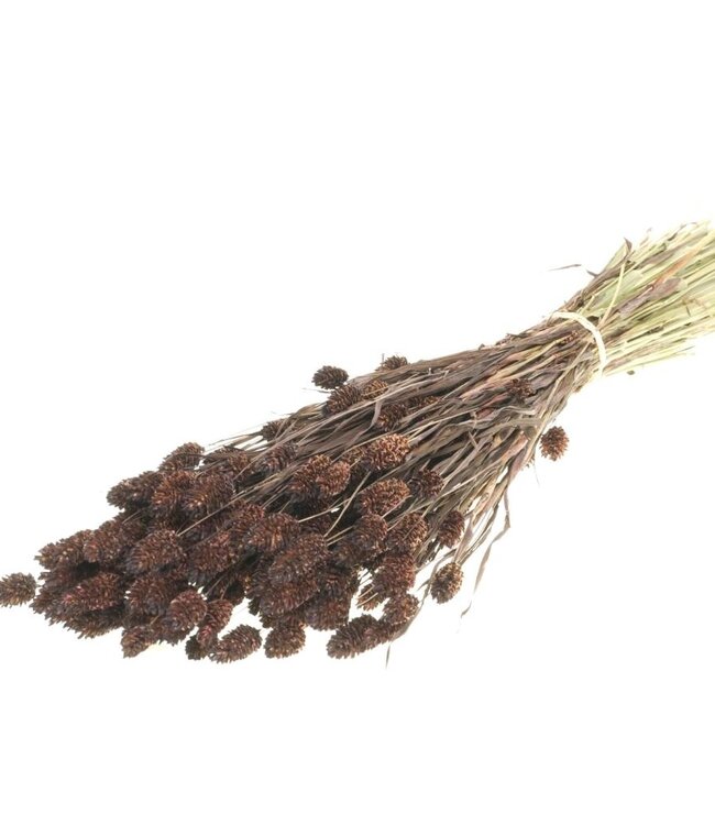 Dark brown dried Canary Grass | Phalaris dried flowers | Order per 20 bunches