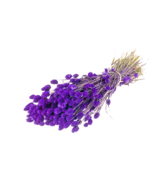 LDD Herbe à canaris séchée violette | Fleurs séchées de Phalaris | Par 20 bottes