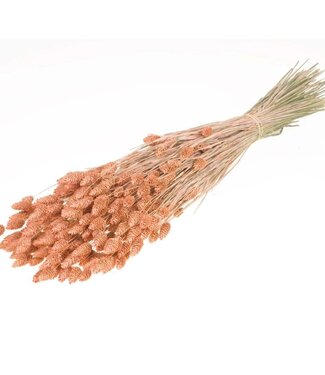 LDD Herbe à canaris séchée de couleur corail mat | Fleurs sèches de Phalaris | Par 20 bouquets