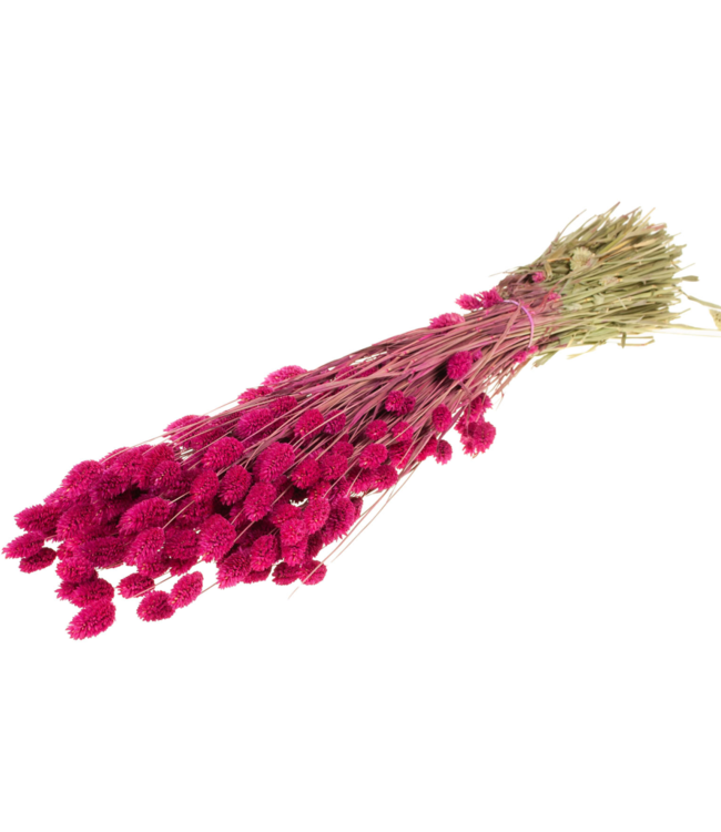 Cherry-coloured dried Canary Grass | Phalaris dried flowers | Order per 20 bunches