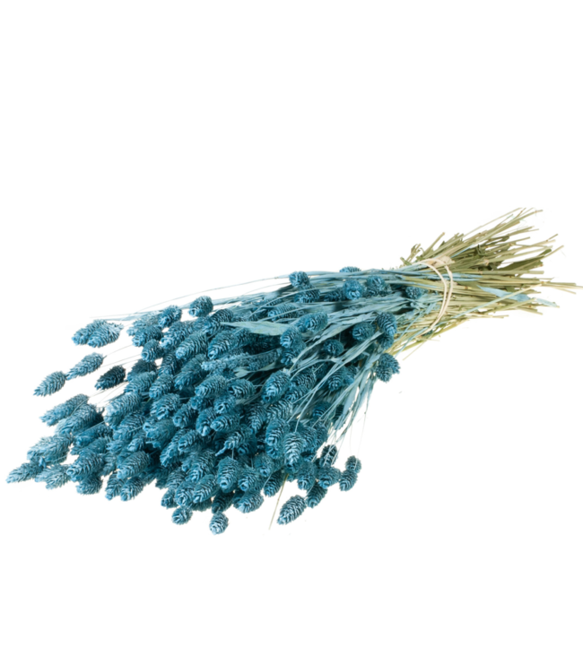 Mat blue dried canary grass | Phalaris dried flowers | Order per 20 bunches