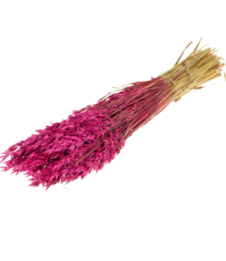 LDD Haver (avena) cerise | Per 25 stuks