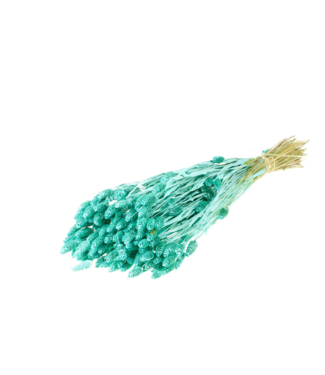 LDD Aqua blue dried Canary grass | Phalaris dried flowers | Par 20 bouquets