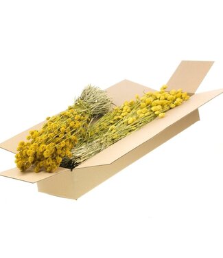 LDD Yellow dried Phalaris | Per 4 bunches