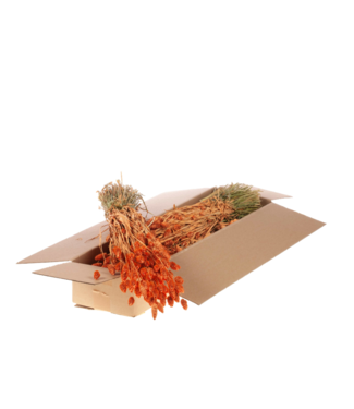 LDD Matt coral-coloured dried Phalaris | Per 4 bunches