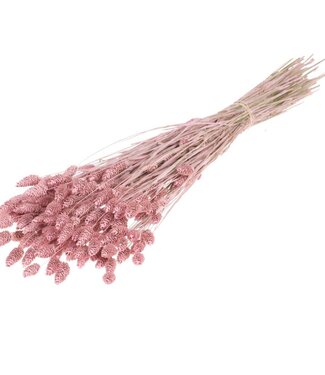 LDD Matt pink dried canary grass | Phalaris dried flowers | Per 20 bunches