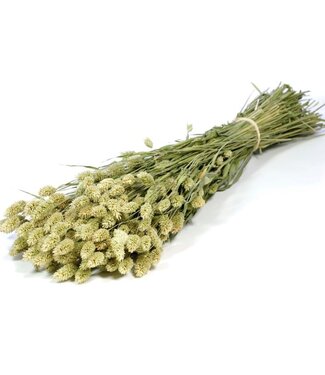 LDD Natural green dried canary grass | Phalaris dried flowers | Per 20 bunches