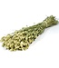 Natural green dried canary grass | Phalaris dried flowers | Order per 20 bunches