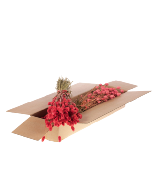 LDD Pink dried Phalaris | Per 4 bunches