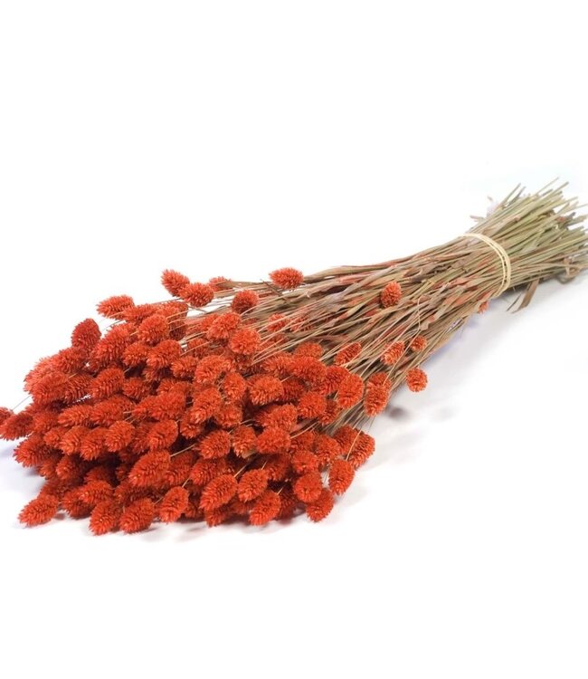 Intense orange dried Canary Grass | Phalaris dried flowers | Order per 20 bunches